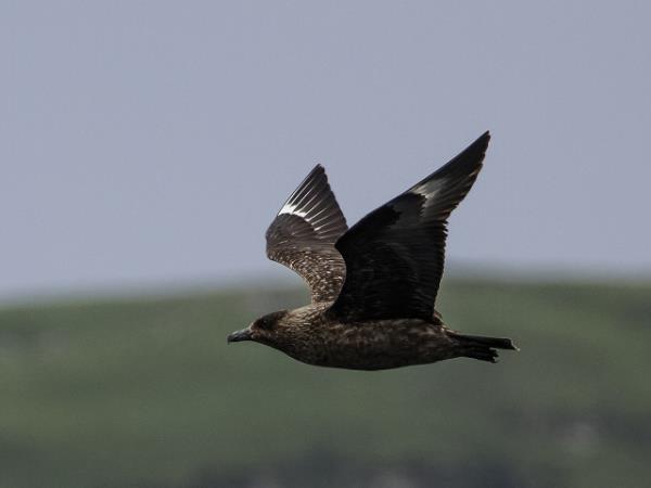 Hebrides short break cruise, Scotland