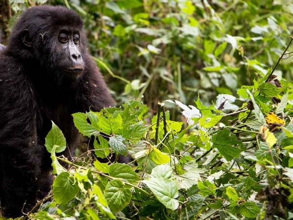 DR Congo gorillas and volcanoes tour