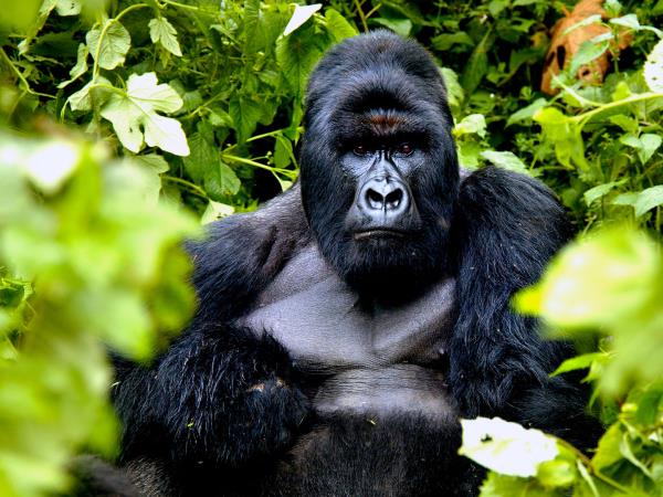 DR Congo gorillas and volcanoes tour