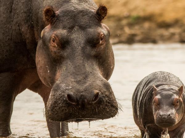 DR Congo gorillas and volcanoes tour