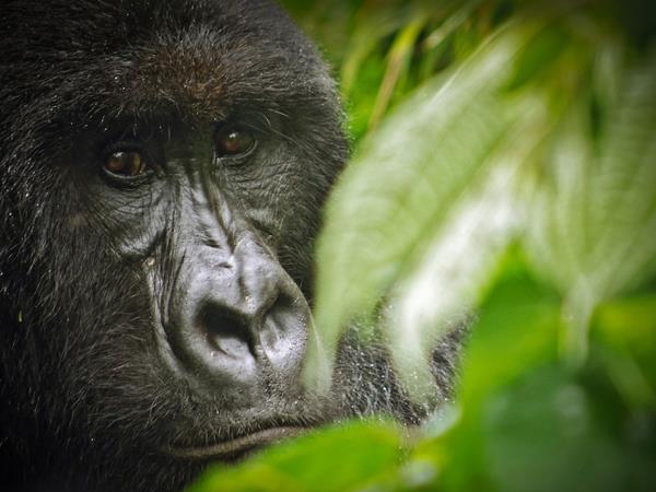 DR Congo gorillas and volcanoes tour