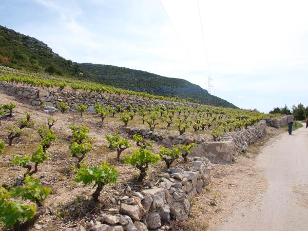 Walking and wine tasting vacation in Dubrovnik, Croatia