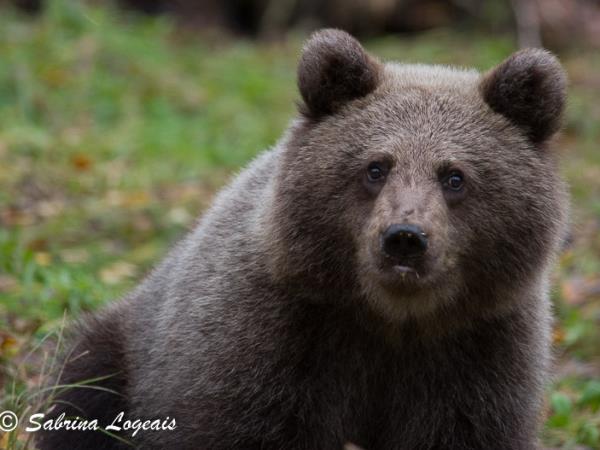 Finland wildlife short break