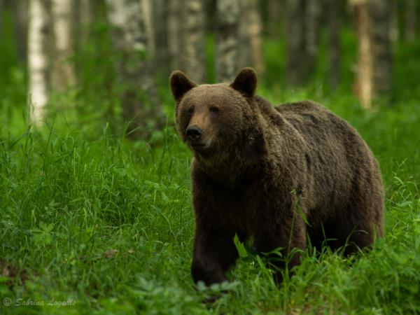 Finland wildlife short break