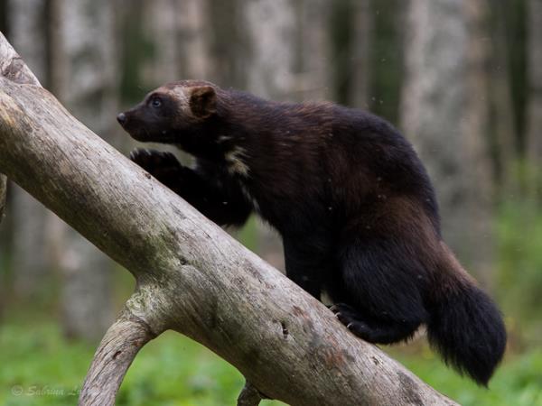 Finland wildlife short break