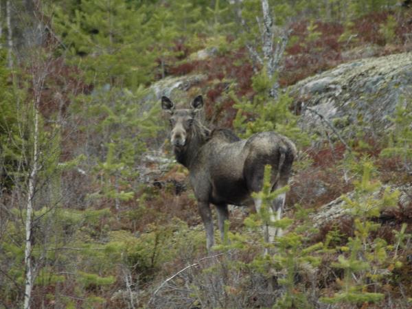 Finland wildlife short break