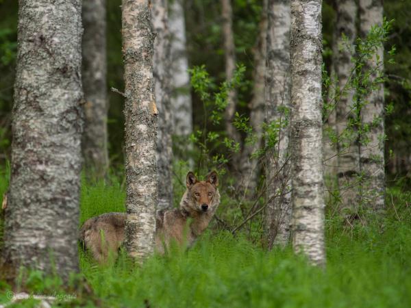 Finland wildlife short break