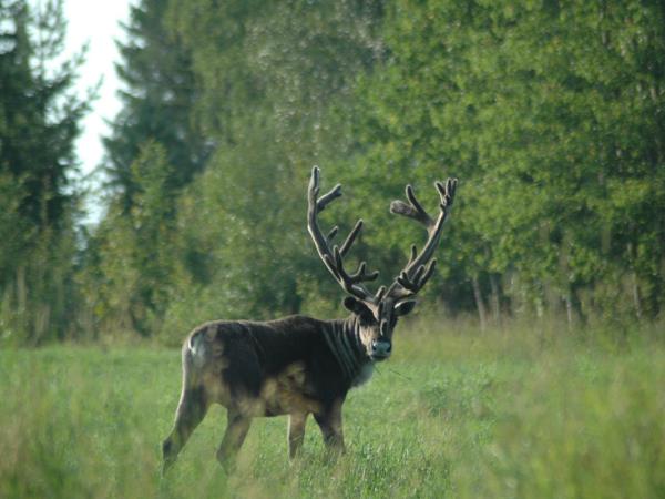 Finland wildlife short break