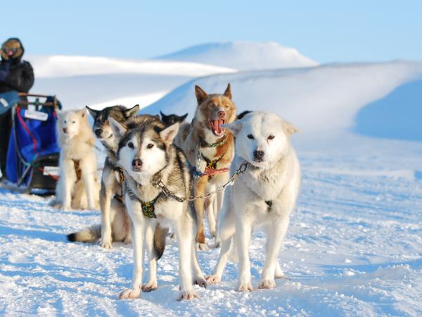 Lofoten Islands and Svalbard northern lights safari