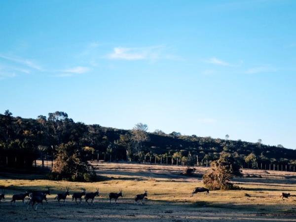 South Africa wildlife volunteering vacation