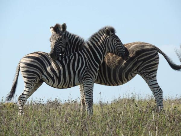 South Africa wildlife volunteering vacation