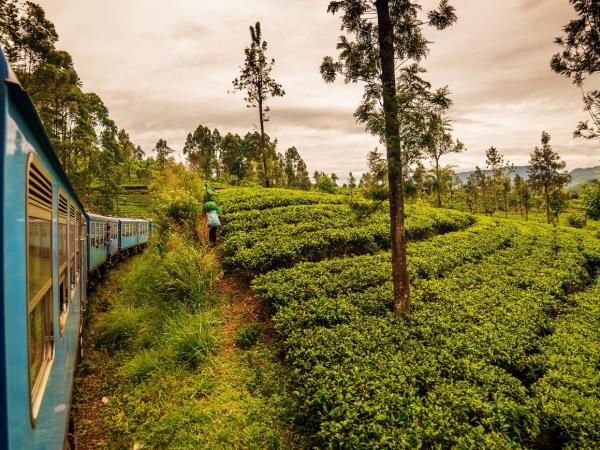 Sri Lanka Highlights Tour Small Group Helping Dreamers Do