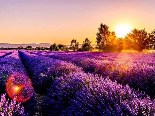Provence gourmet tour in France