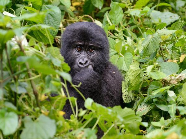 Gorillas and big game, Nairobi to Kigali tour