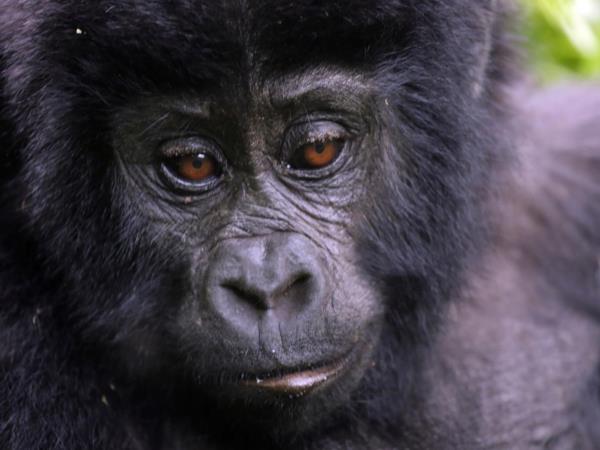 Rwanda, Uganda and Kenya camping safari, gorillas & the Mara
