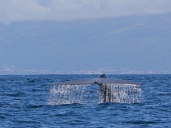 Family whale & dolphin watching vacation, Azores