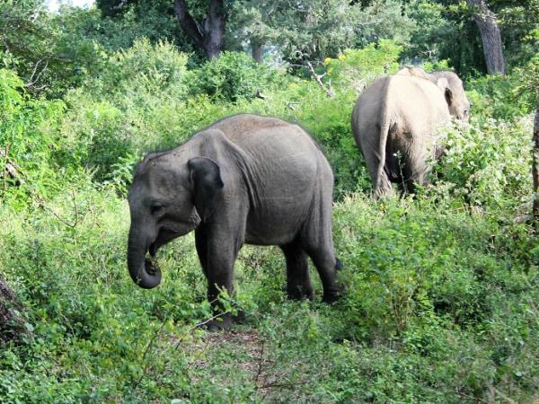 Sri Lanka family holiday, tailor made