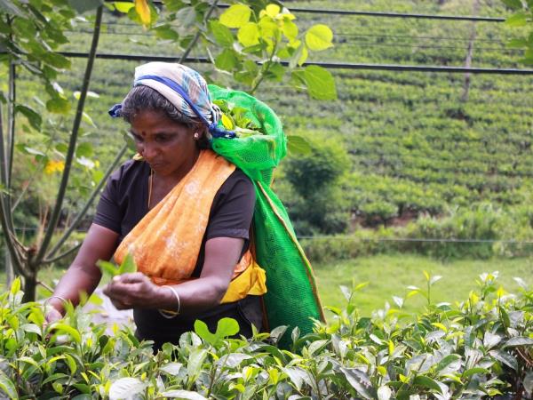 Sri Lanka family holiday, tailor made