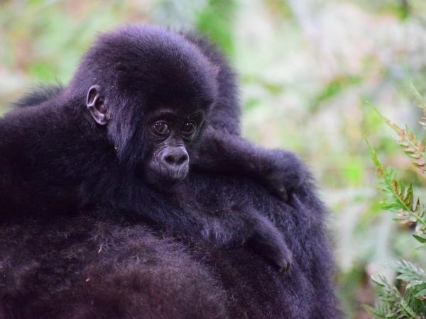 Rwanda primates & Mafia Island holiday