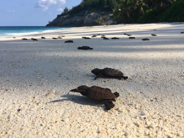 Seychelles conservation vacation