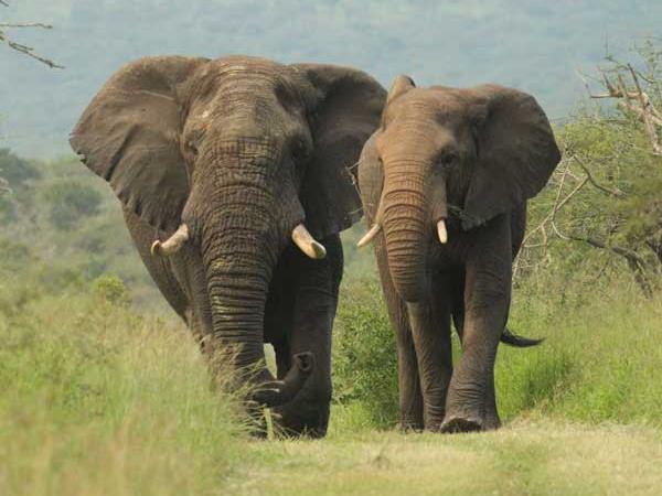 Zululand safari vacation, South Africa