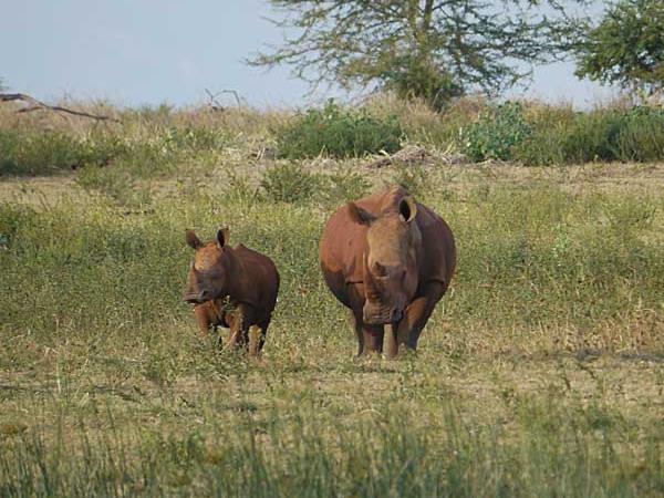 Zululand safari vacation, South Africa