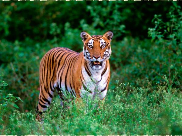 Maharajas Express luxury rail vacation in India