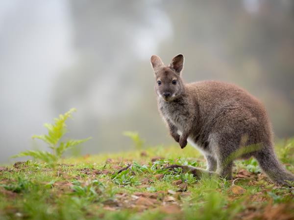 B&B self drive tour of Tasmania, meet the locals 