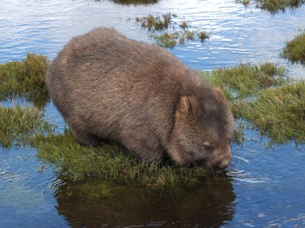 B&B self drive tour of Tasmania, meet the locals 