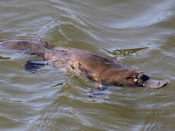Tasmania wildlife tour