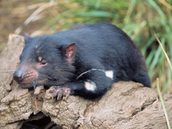 Tasmania wildlife tour 