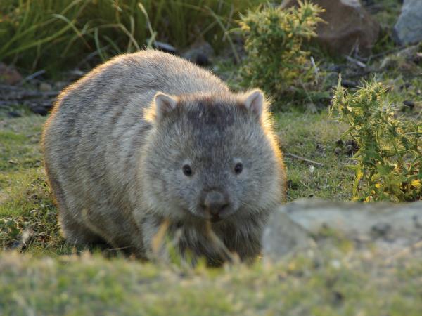 Tasmania wildlife tour 