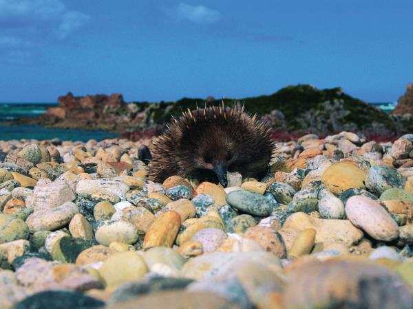 Tasmania wildlife tour