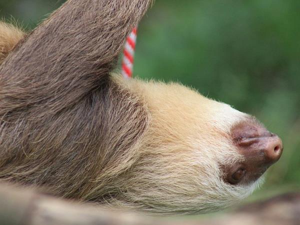 Costa Rica wildlife conservation