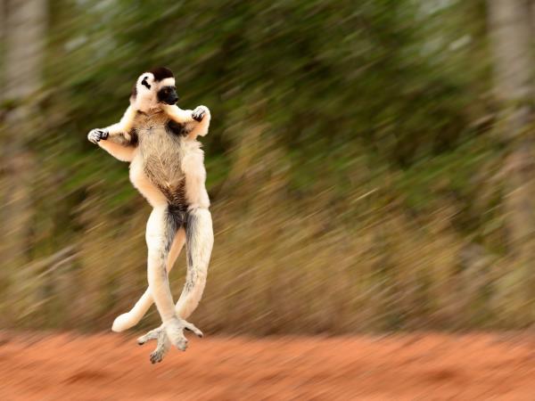 Classic Madagascar discovery tour, tailor made