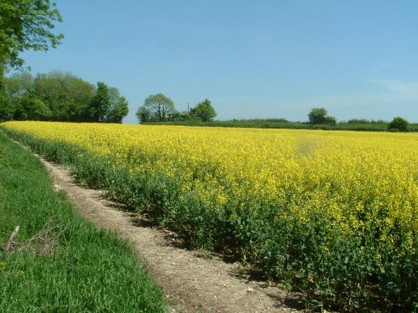 Winchester to Canterbury Pilgrims way, England