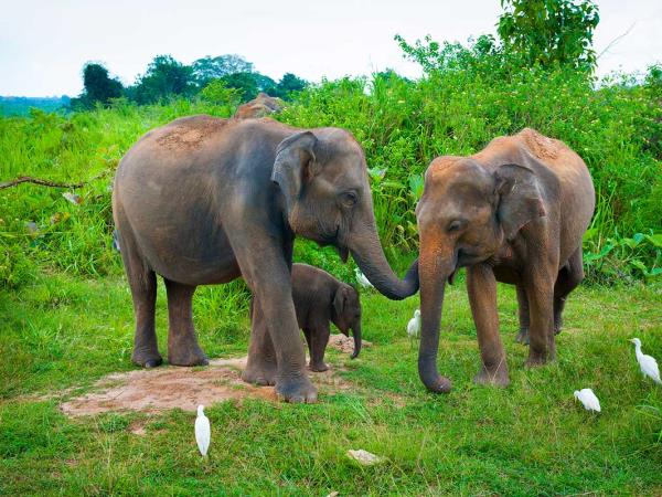 Grand tour of Sri Lanka, tailor made