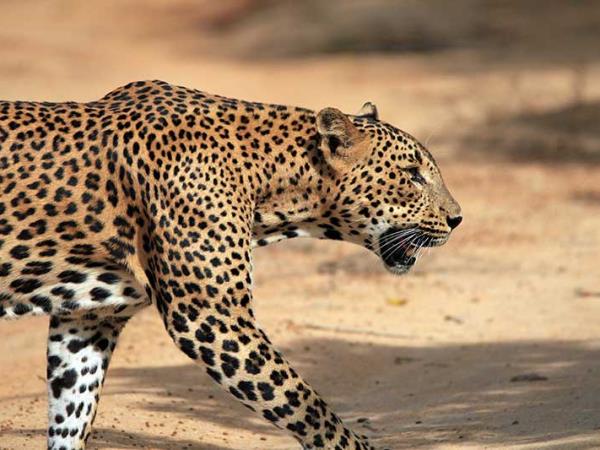 Grand tour of Sri Lanka, tailor made