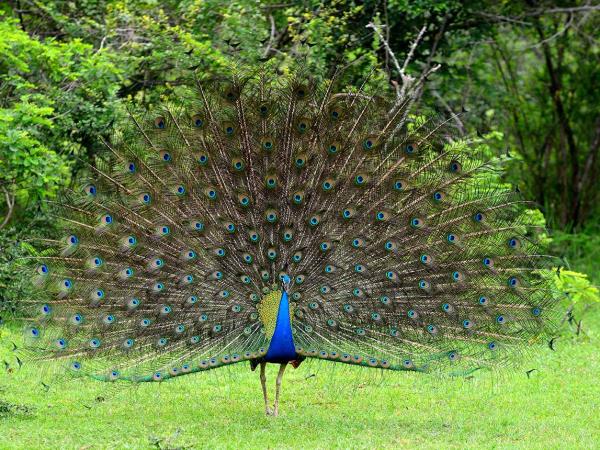 Grand tour of Sri Lanka, tailor made