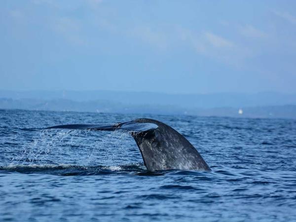Grand tour of Sri Lanka, tailor made