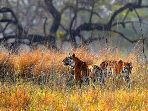 Madhya Pradesh tailor made vacation, India