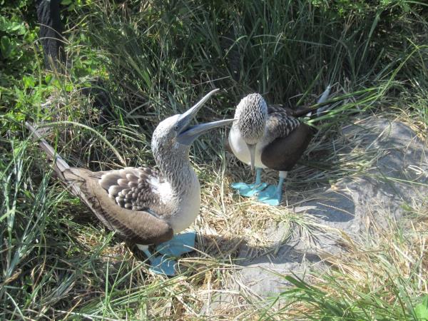 Galapagos & Ecuador vacation for families