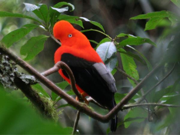 Trekking and mountain biking in Peru