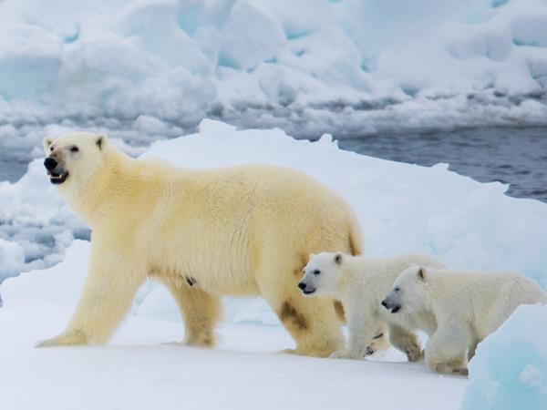 North Pole expedition cruise