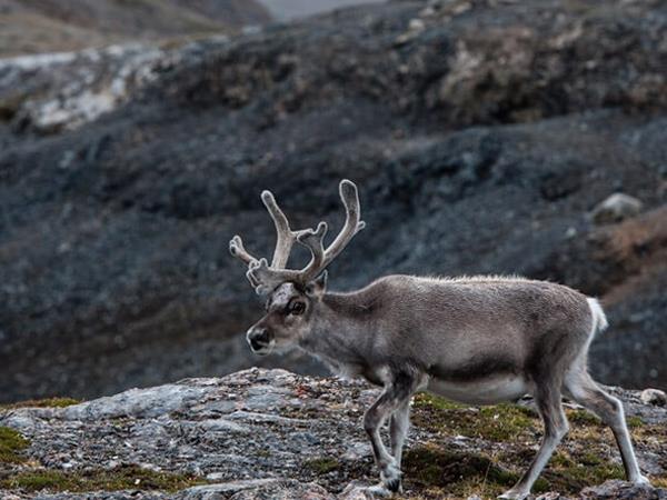 Spitsbergen luxury cruises