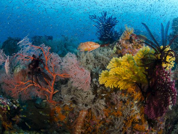 Indonesia snorkelling holiday, Bali & Komodo