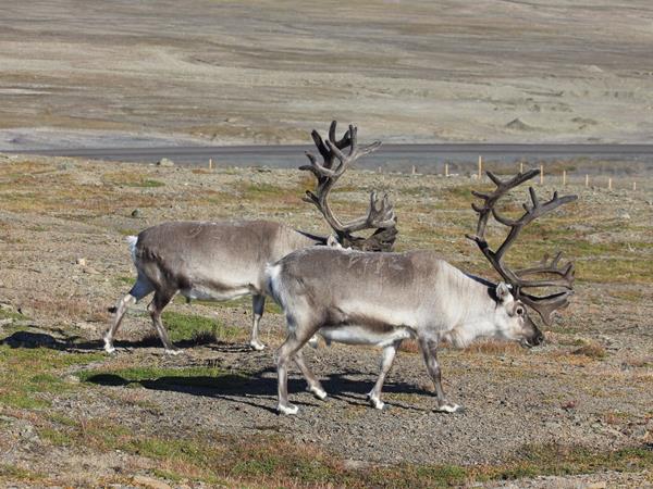 Spitsbergen Arctic Cruise