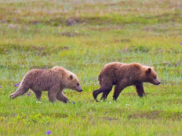 Kamchatka cruise in Russia, ring of fire expedition