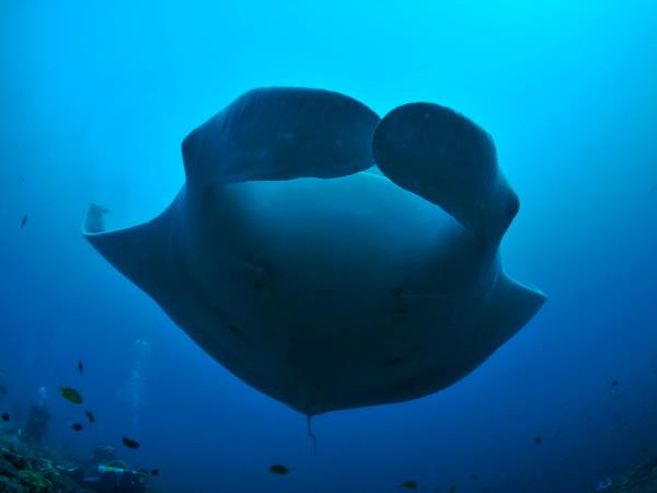 Raja Ampat and North Sulawesi diving vacation