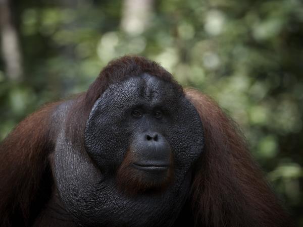 Kutai National Park orangutan vacation, Borneo